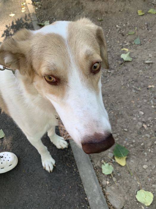 Отдаем пса, срочно