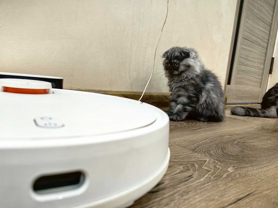 Скотиш Фолд котята mushuqcha - подарок детям Bolalarga eng zo'r sovg'a