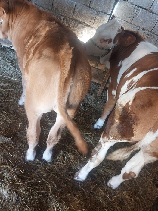 VIȚEI DE VÂNZARE 4 bucăți 2 masculi 2 femele