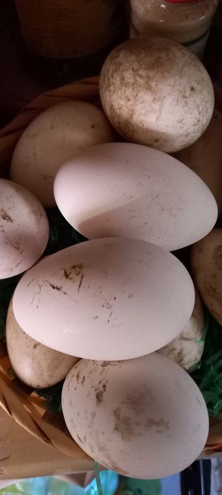 Vând ouă de gâscă