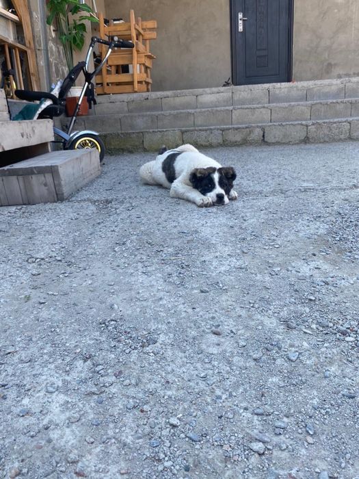 Алабай күшік сатылады