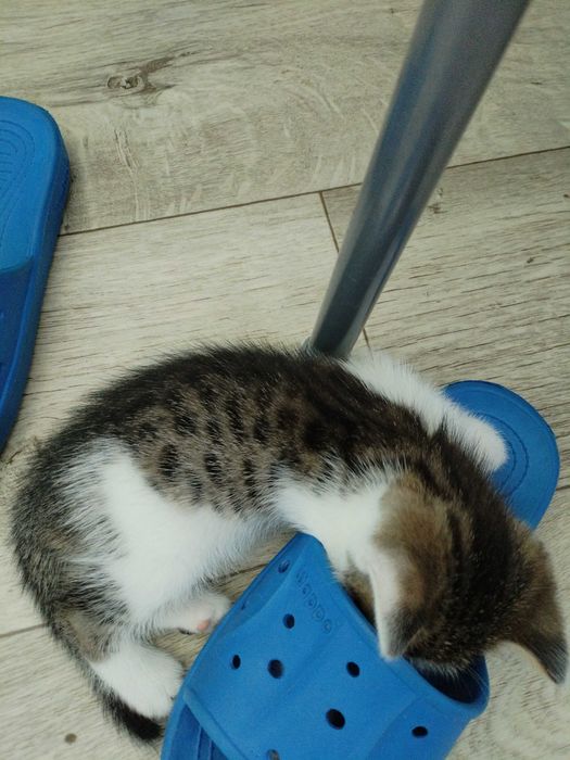 Отдам котёнка в добрые руки