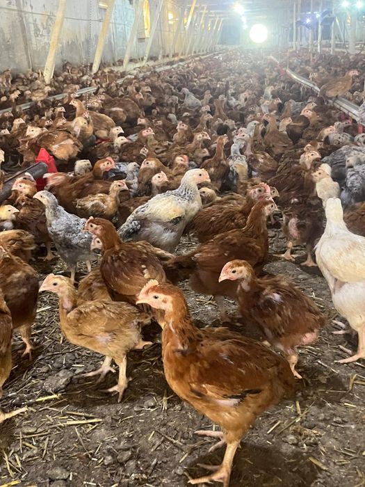 Pui albi de carne si pui rasa mixta Bucuresti Sectorul 2 • OLX.ro