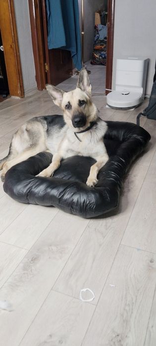 Продам овчарку срочно