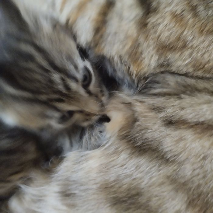 Котенок мальчик полосатый серый