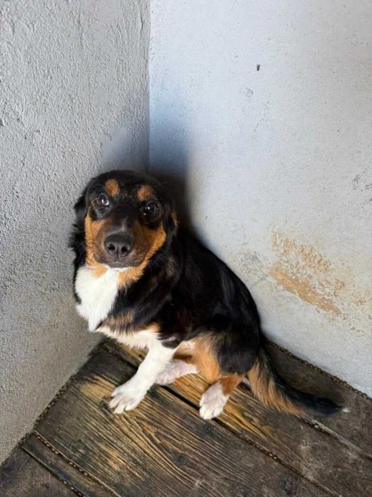 Adopta un caine - un sufletel are nevoie de stapan!