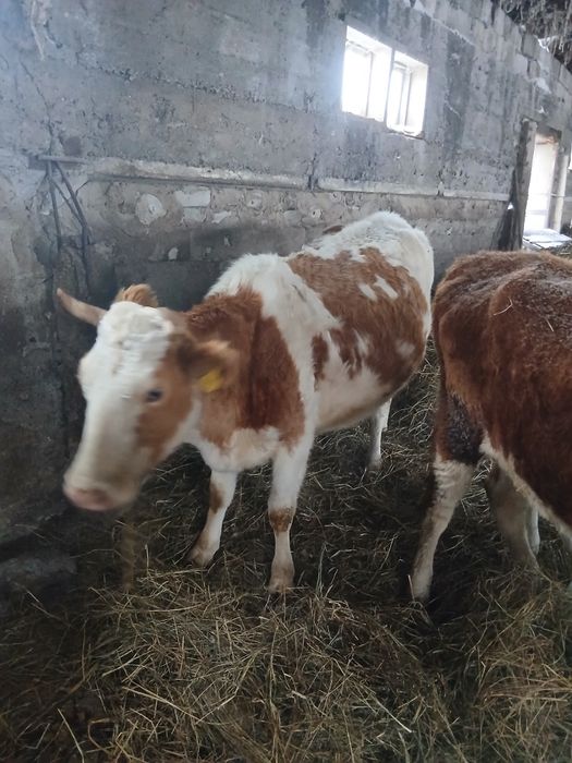 Продается коровы.