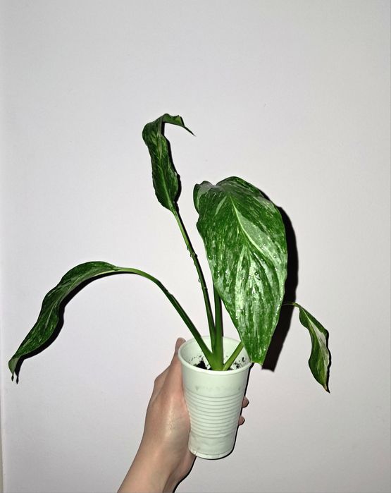 Спатифиллум Даймонд!