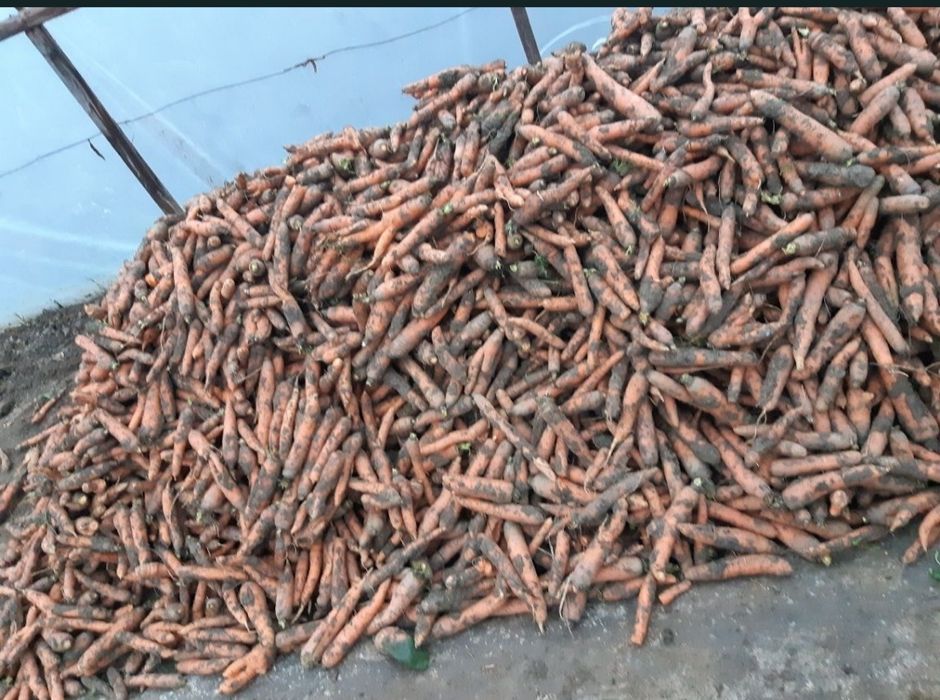 Morcov,țelina, ridichie si sfeclă rosie