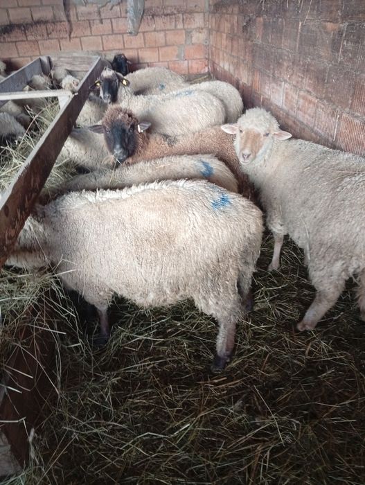 Oi tinere de vânzare