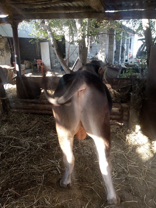 Бычки алатауской породы