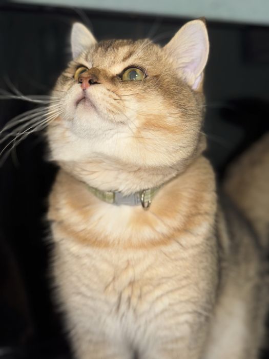 Кот на вязку - британская золотая шиншилла