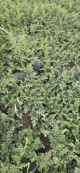 Vând Pepeni baroneasa