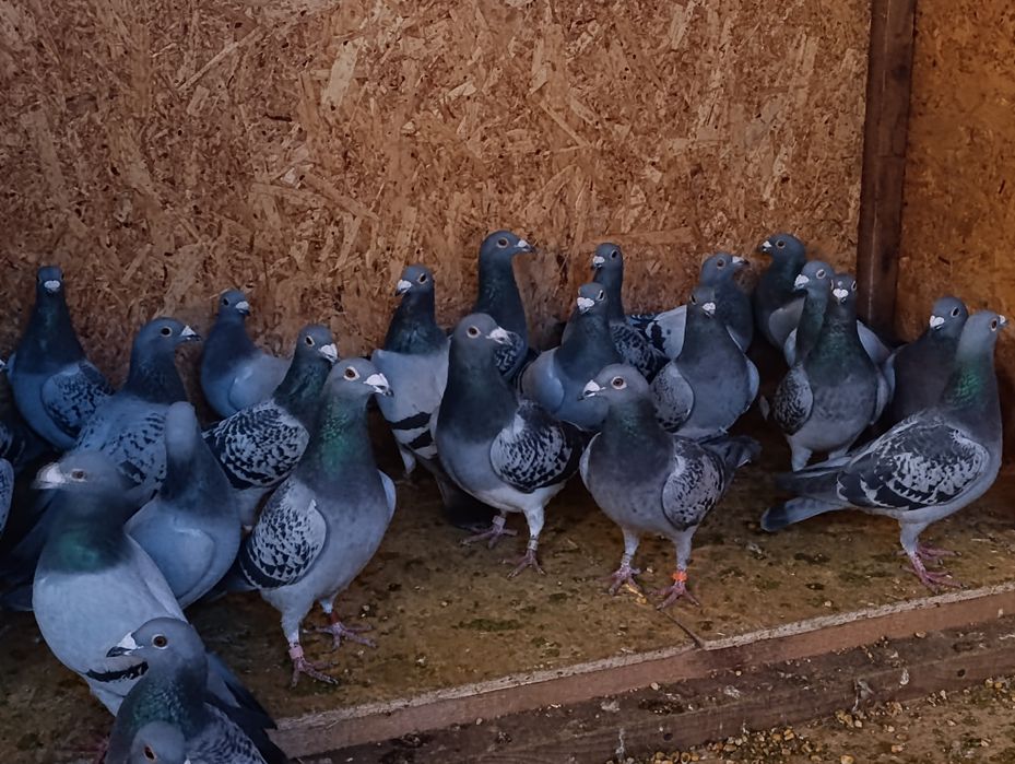 Porumbei voiajori de vânzare