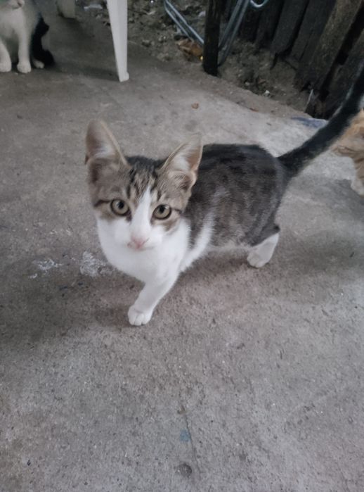 Donez pisicuțe drăgălașe și jucaușe