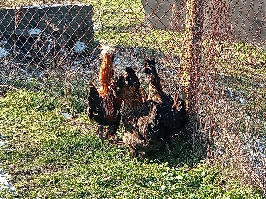 Яйца от кокошки Павловски
