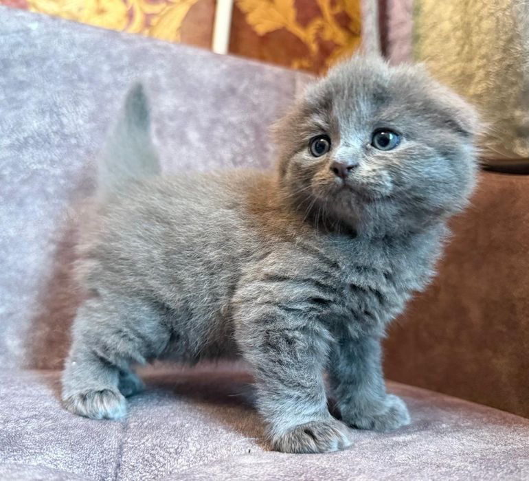 Шотландские вислоухие