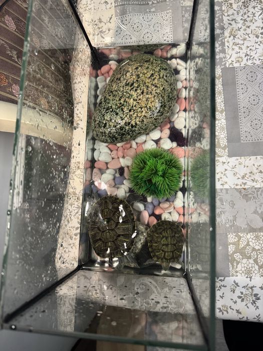 Черепашки продаем