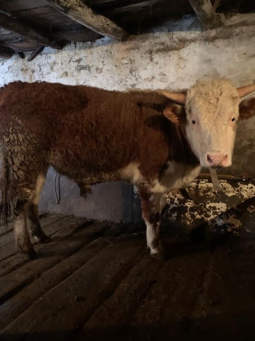 Бука сатылады 1,5 жасар