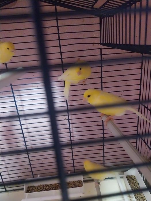 Canari ciapleri tineri