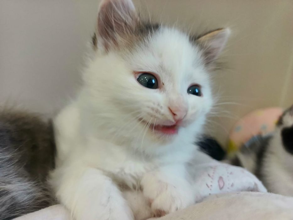 Котенок в добрые руки
