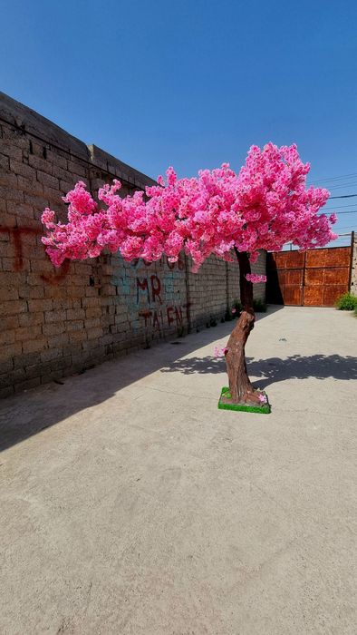 Дарахт бансай япон дарахти йасаб берамиз