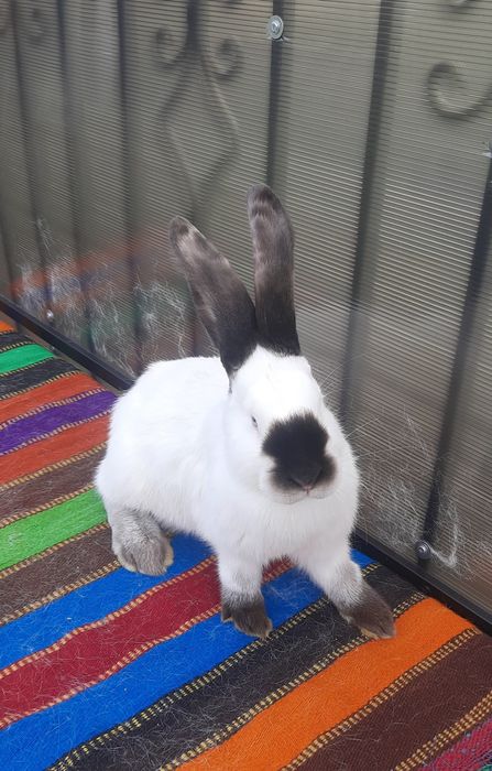 Femele Uriaș de Transilvania