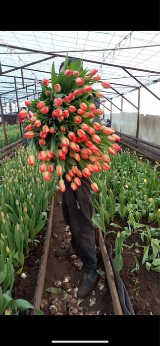 Тюльпаны метровые