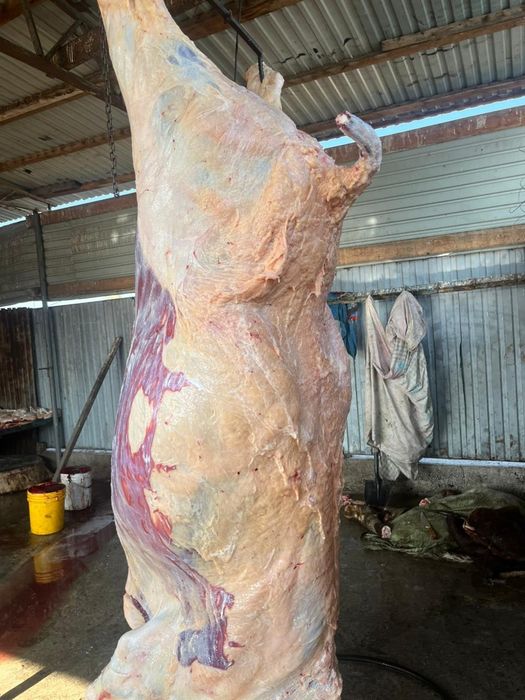 Жылқы/Конина/Сиыр/Говядина/