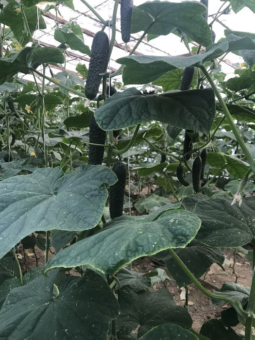 продам теплицы! в городе