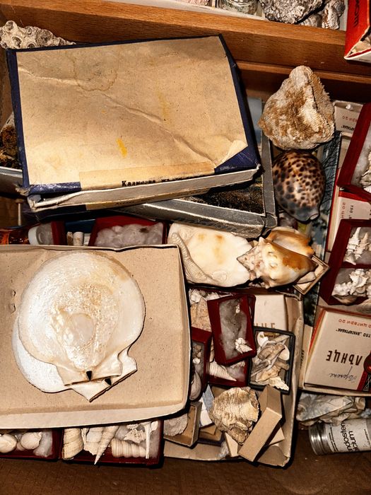 Рапани и миди