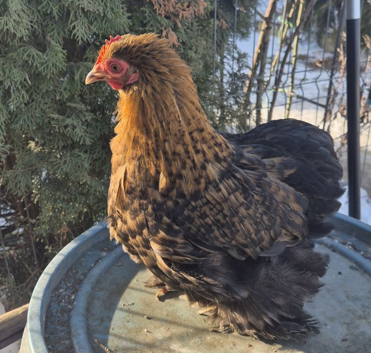 Pereche cochinchina pitic