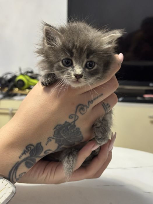 Отдам котят в добрые руки