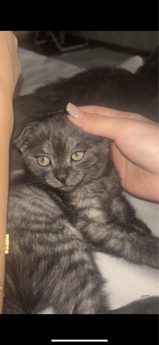 Котенок 2месяца
