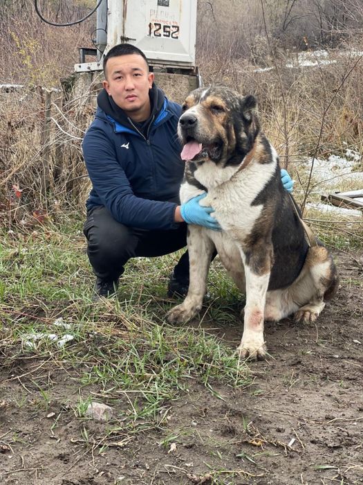 Продам прямого сына Мойнака