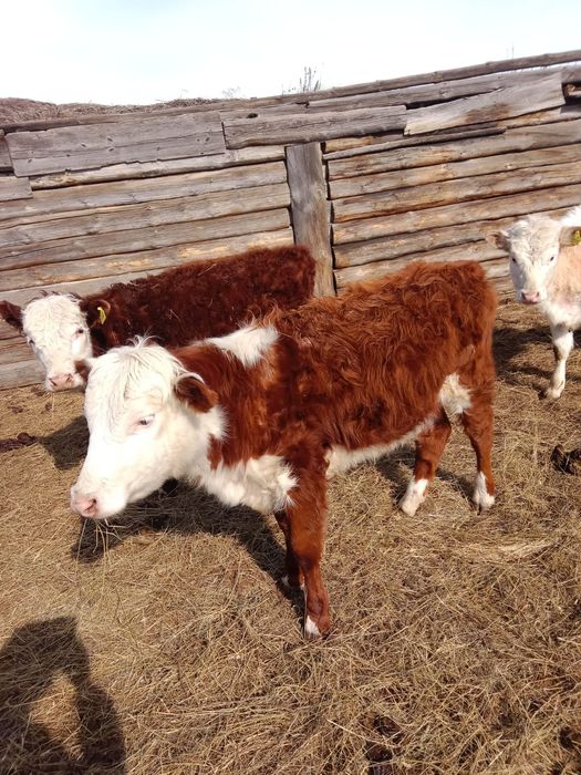 Тёлочки 9-10 месяцев