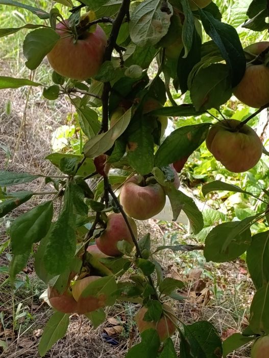 Продам дачу по 7