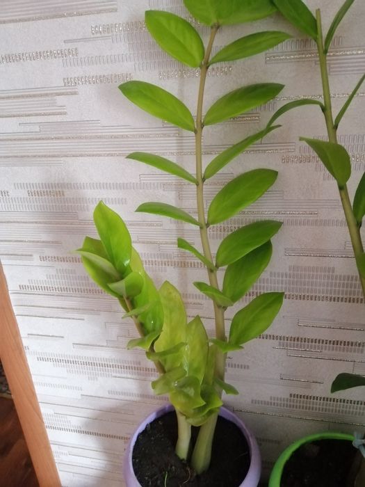 Продам Доллоровое дерево