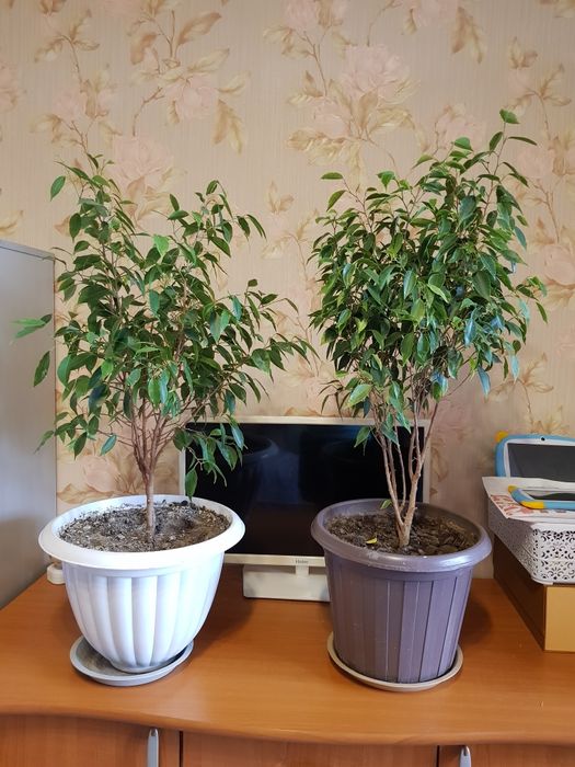 Продам фикус бенджамин