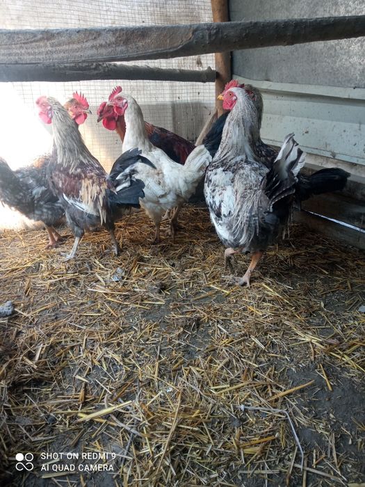 Xoʻrozlar oq qizil xar xil rangli