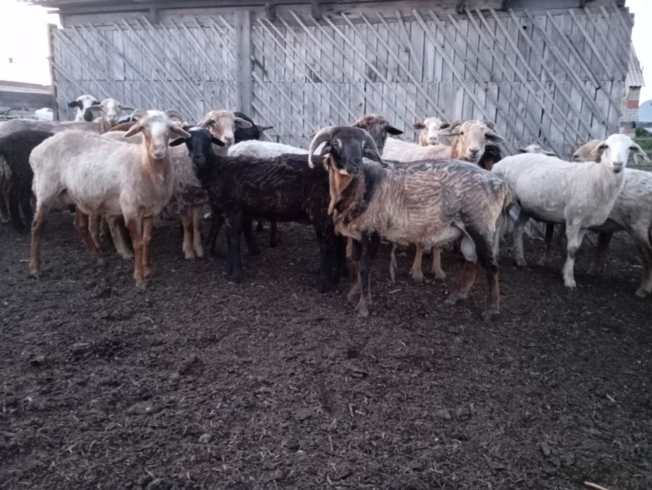 Продам баранов 8 шт