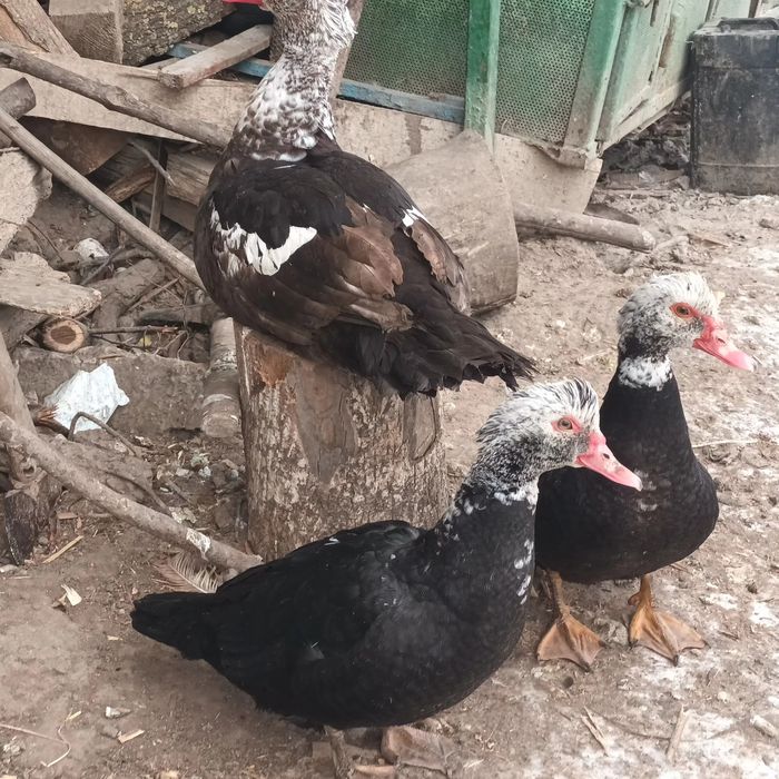 Familie 2+1 Rațe mute , leșești