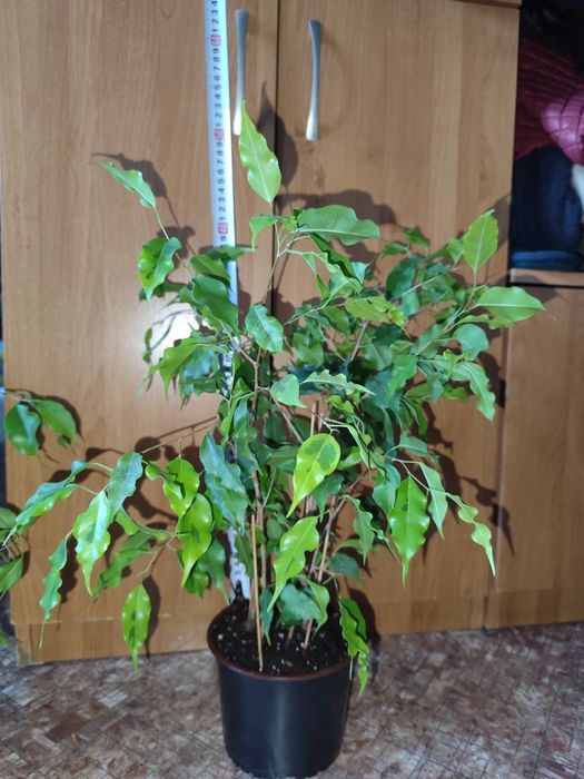 Фикусы Бенджамина