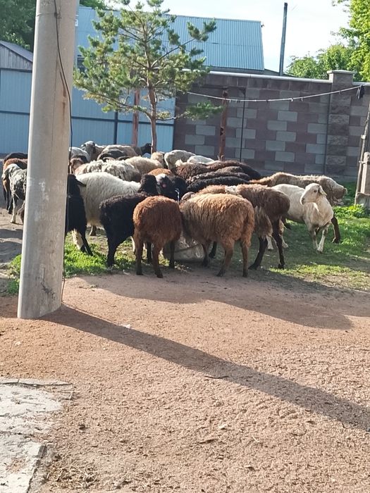 Продам баран курдючной породы