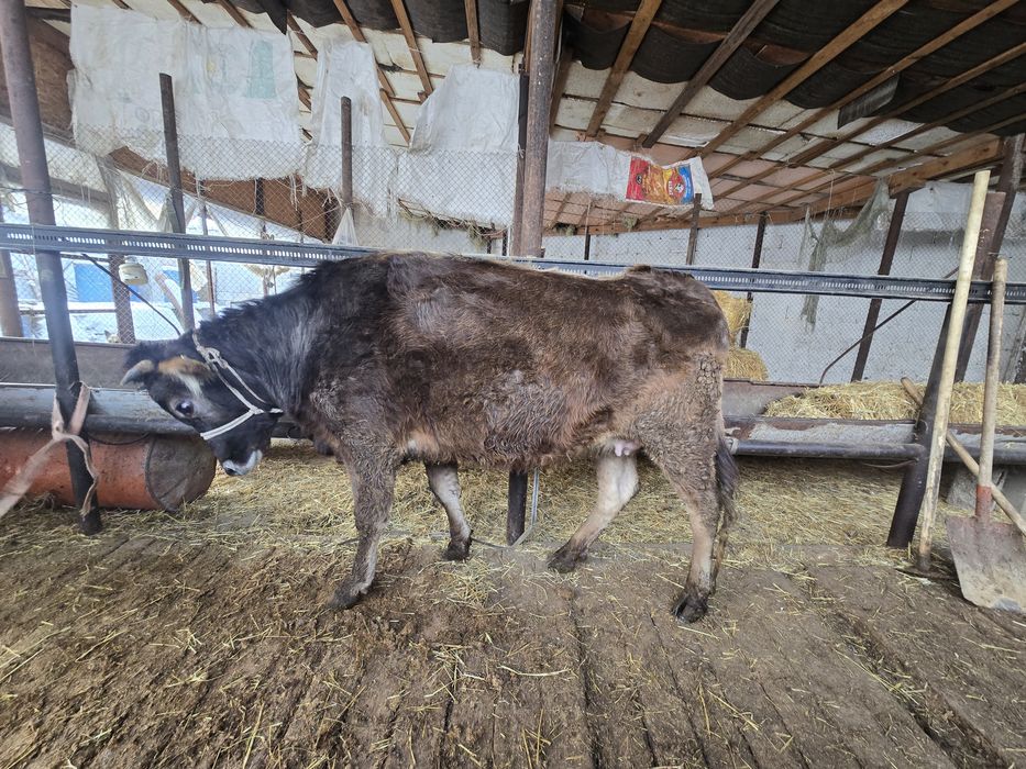 Семіз құнажын сатылады