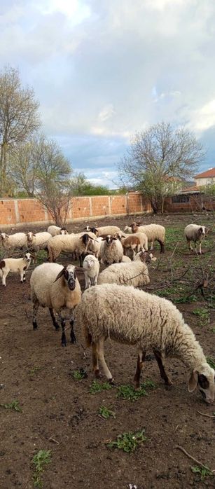 Продавам Млади  Овце , агнета и шилета.