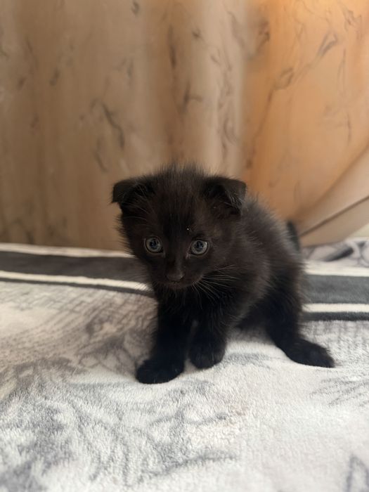 Котята вислоухие