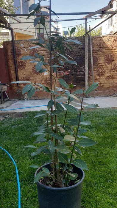 Dafin comestibil  de la 150 lei