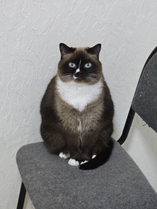 Отдам двух кошек