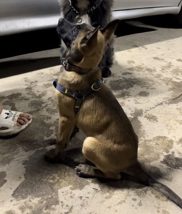 Бельгийская овчарка Малинуа